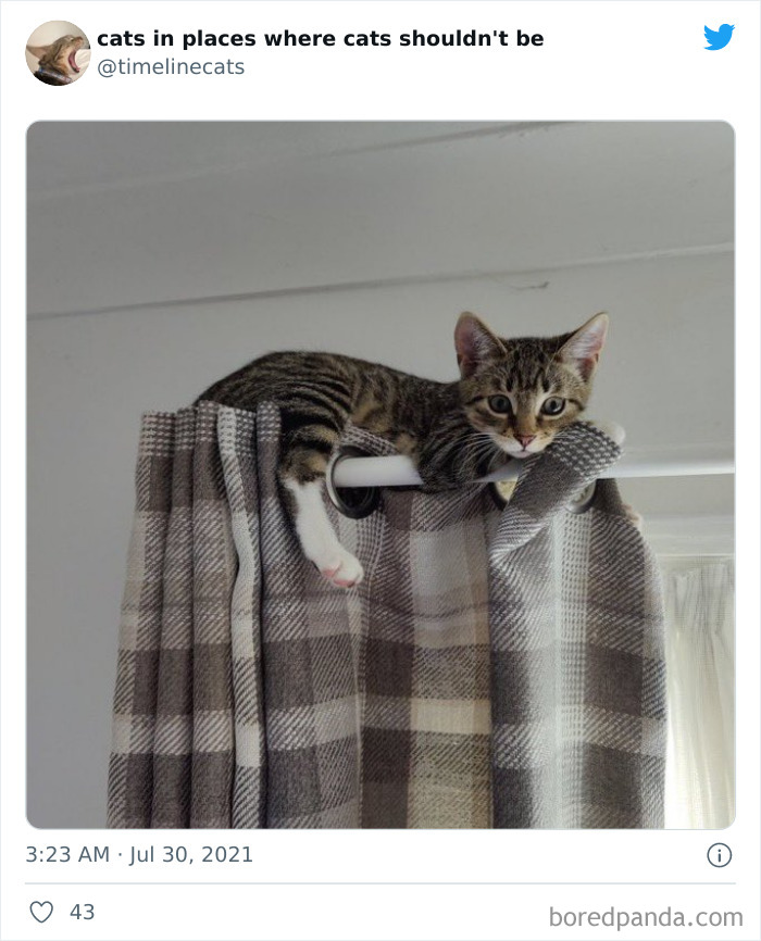 Cat Owners Share The Weirdest Places Their Cats End Up In (50 Pics)
