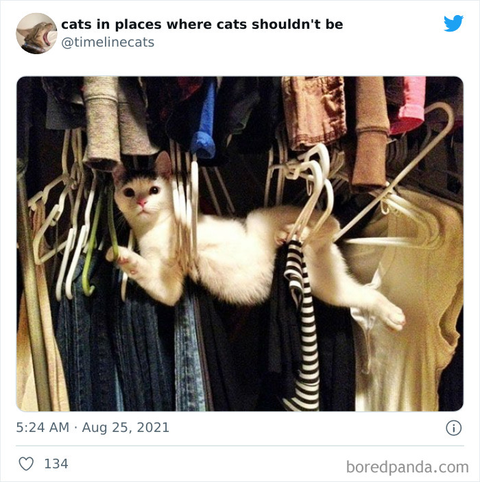 Cat Owners Share The Weirdest Places Their Cats End Up In (50 Pics)