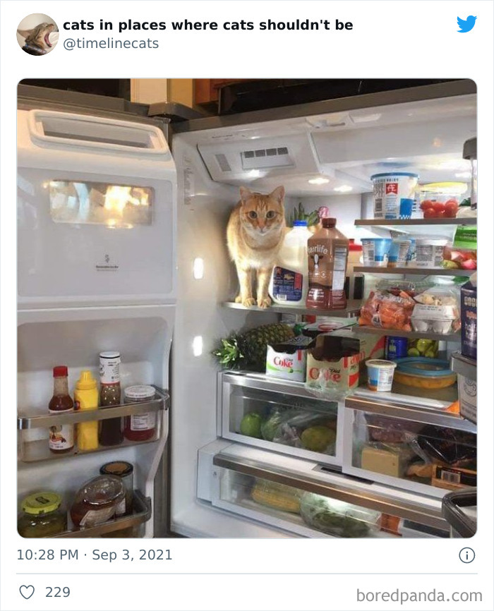 Cat Owners Share The Weirdest Places Their Cats End Up In (50 Pics)
