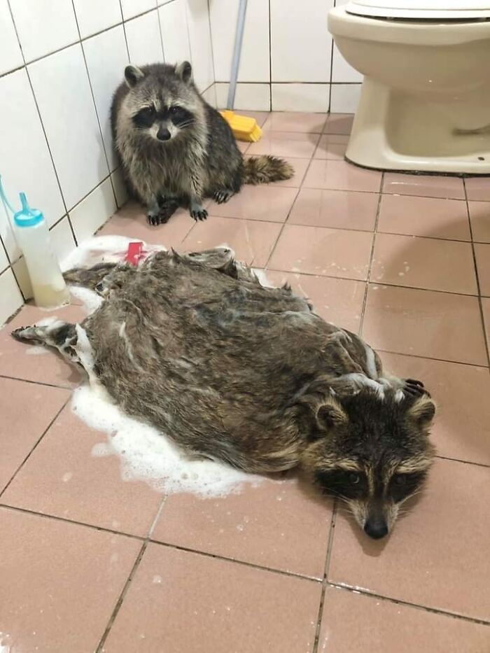 This Facebook Page Is All About Animal Images That Need To Be Seen (50 New Pics)