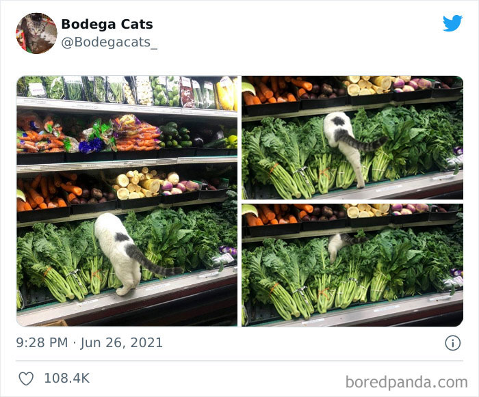 40 Cute Photos Of Bodega Cats That Feel Like Masters Of The Shops (New Pics)