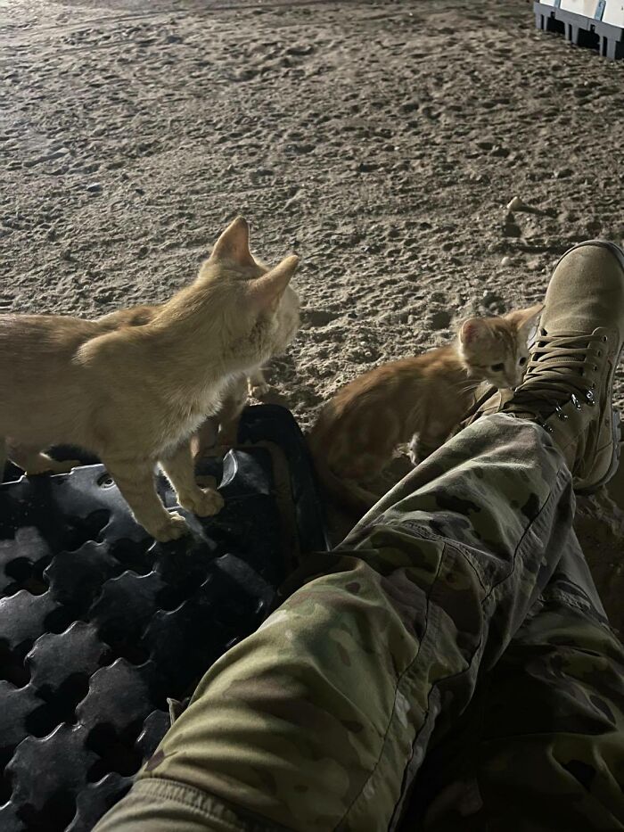 Sargento Bigotes: esta gata y sus 2 gatitos reconfortaron a los soldados mientras estaban en una misión