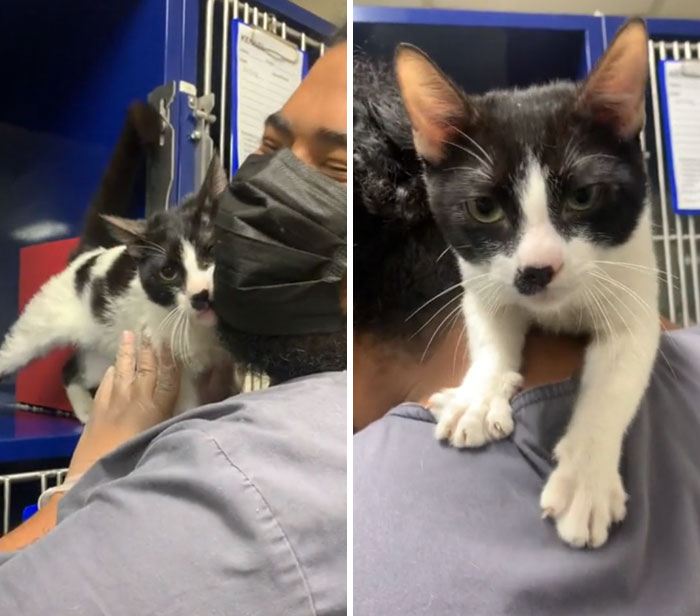 Cómo adoptar a un humano