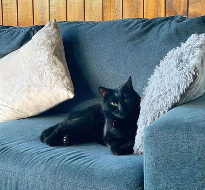 Se suponía que este gato tenía que atrapar a un ratón que vivía en la casa, pero acabaron haciéndose amigos