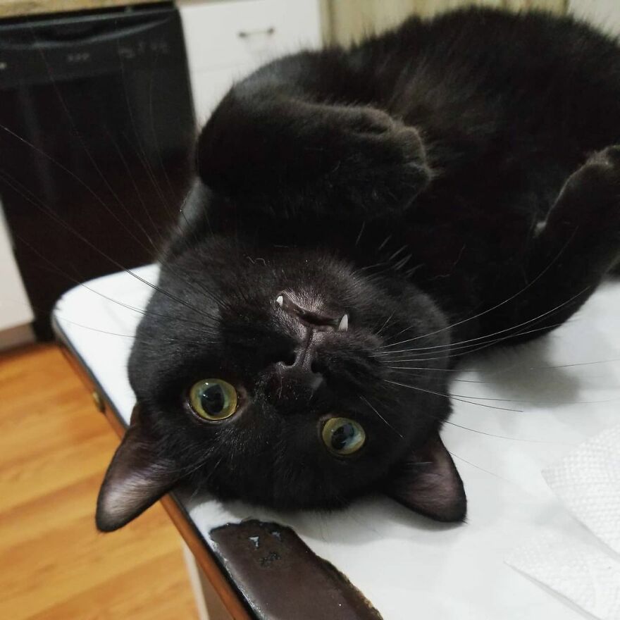 Este gato se hizo viral porque aprendió a pedir de una forma que derrite el corazón de la gente
