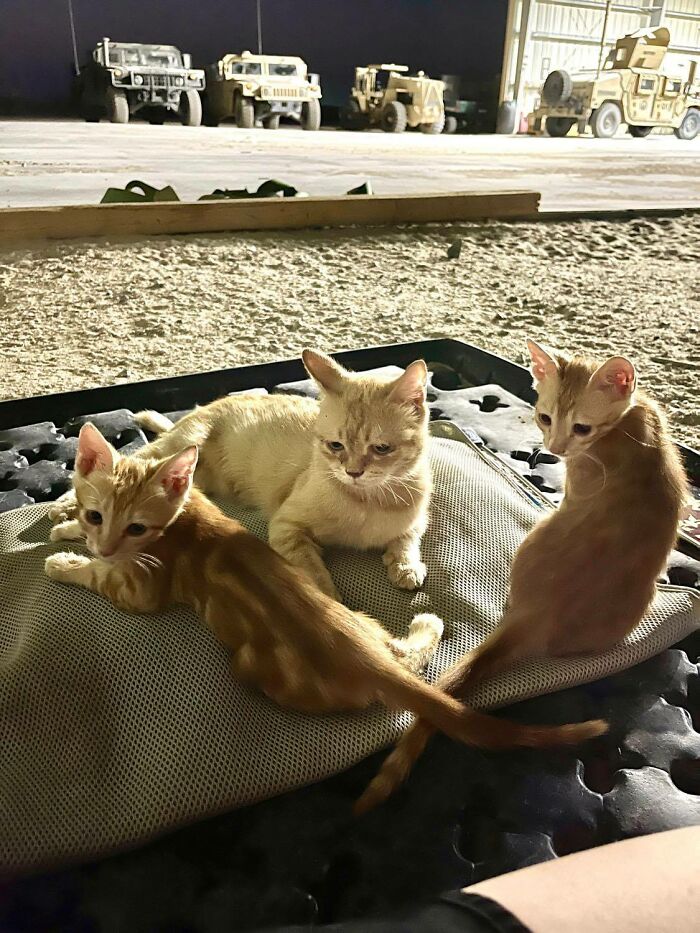 Sargento Bigotes: esta gata y sus 2 gatitos reconfortaron a los soldados mientras estaban en una misión