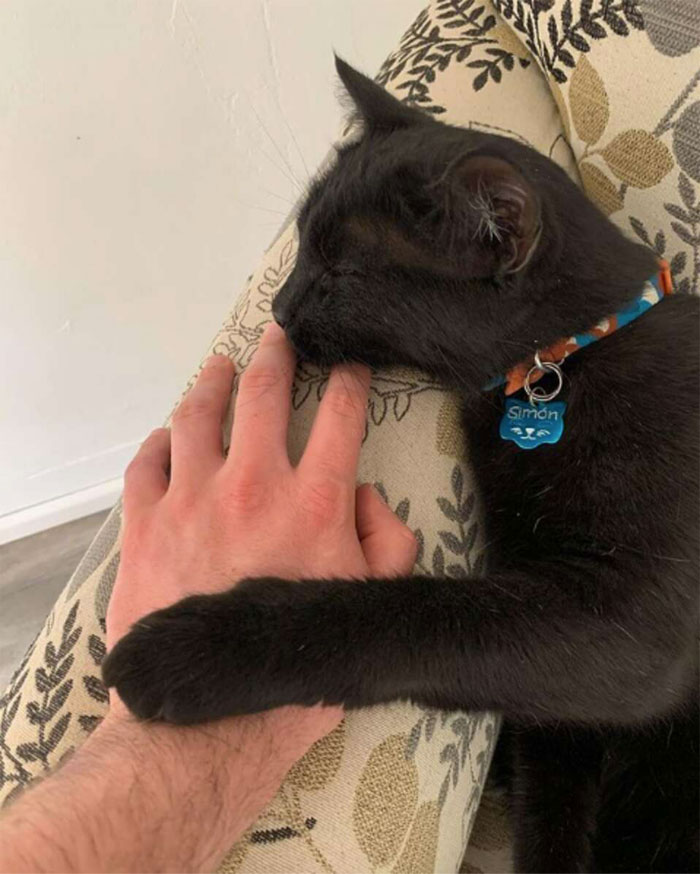 Se suponía que este gato tenía que atrapar a un ratón que vivía en la casa, pero acabaron haciéndose amigos