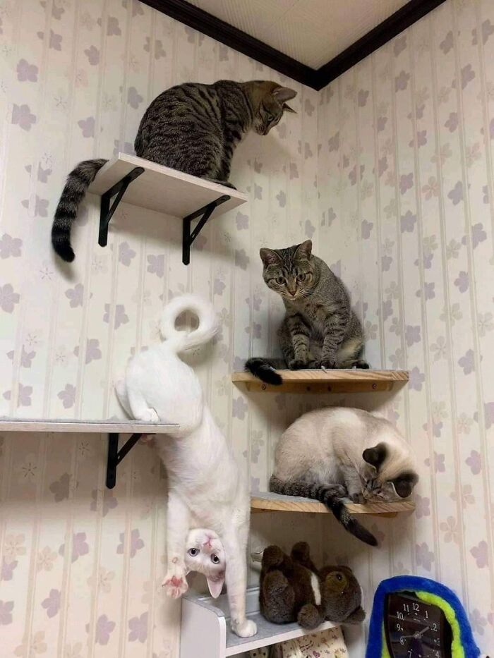 This Facebook Page Is All About Animal Images That Need To Be Seen (50 New Pics)