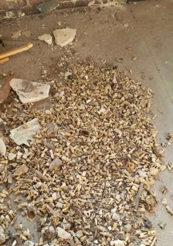 Dientes humanos encontrados en la pared de un edificio que fue utilizado por un dentista a principios del siglo XX