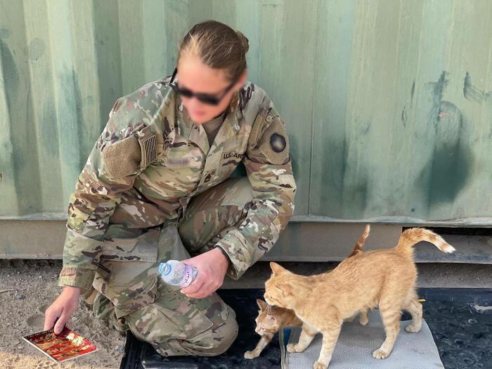 Sargento Bigotes: esta gata y sus 2 gatitos reconfortaron a los soldados mientras estaban en una misión