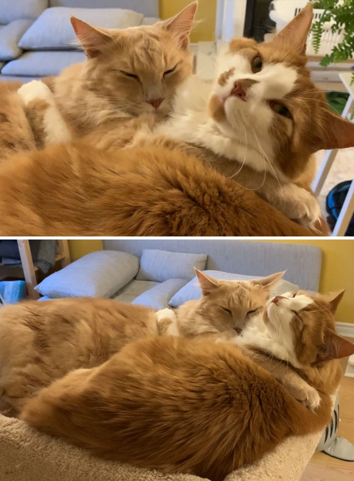 Me alegro mucho de que los hayamos adoptado juntos