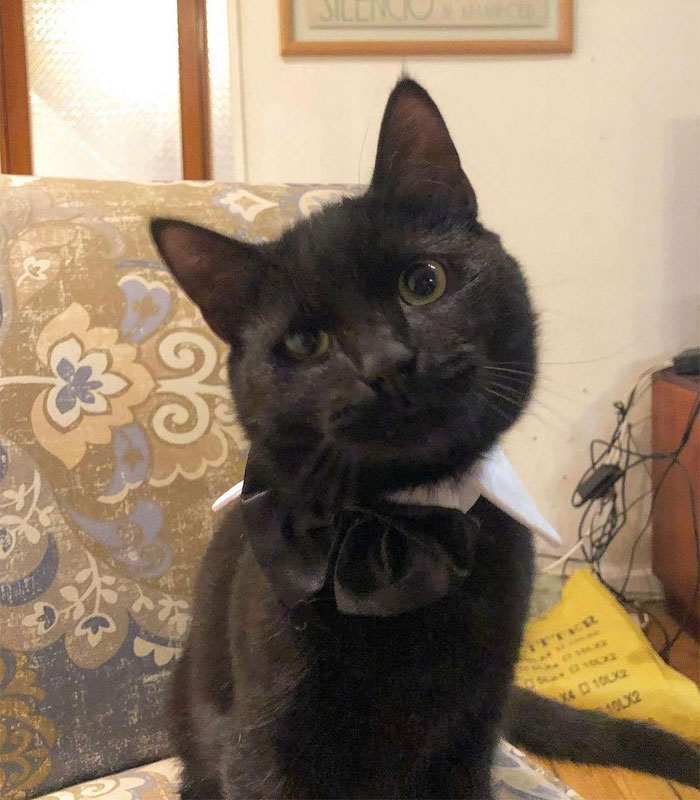 Se suponía que este gato tenía que atrapar a un ratón que vivía en la casa, pero acabaron haciéndose amigos