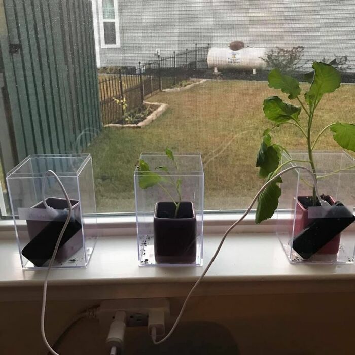 Experimento científico de mi hija. Las plantas oyen su voz grabada en bucle. La de la izquierda escucha comentarios negativos, la de la derecha escucha comentarios cariñosos