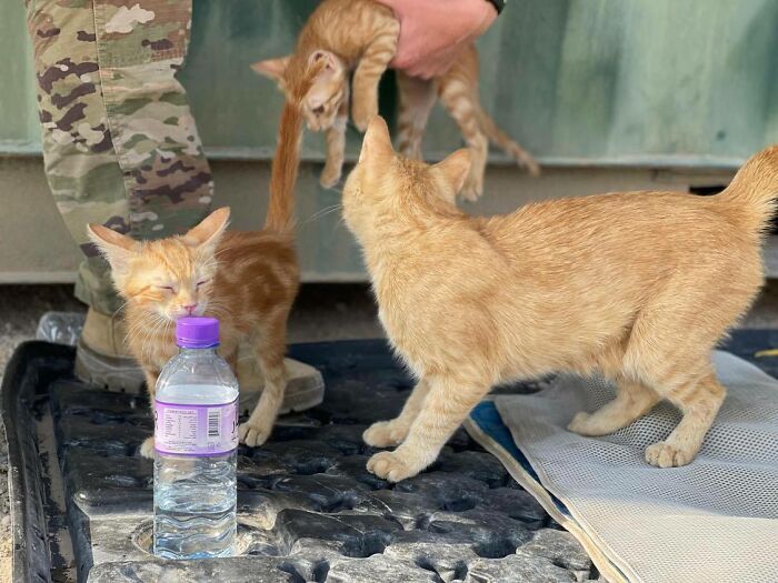 Sargento Bigotes: esta gata y sus 2 gatitos reconfortaron a los soldados mientras estaban en una misión