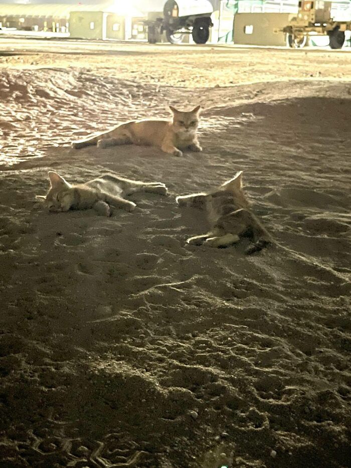 Sargento Bigotes: esta gata y sus 2 gatitos reconfortaron a los soldados mientras estaban en una misión
