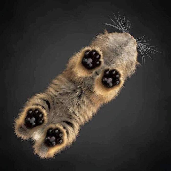 Imagen microscópica de una larva carnívora