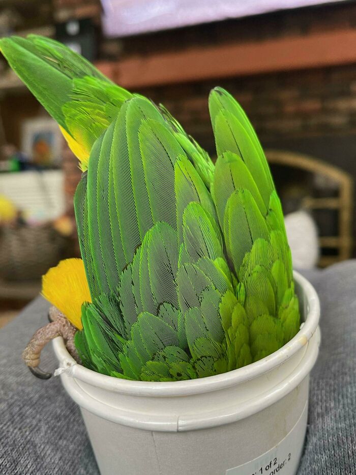 Suculenta