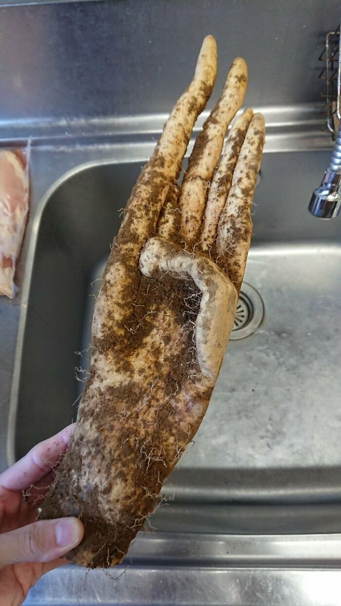 Mi mano tras trabajar en el jardín