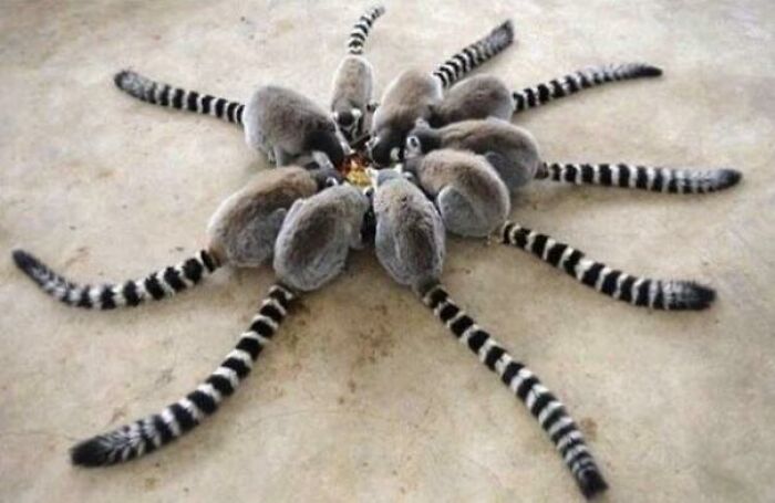 Rara araña de Madagascar