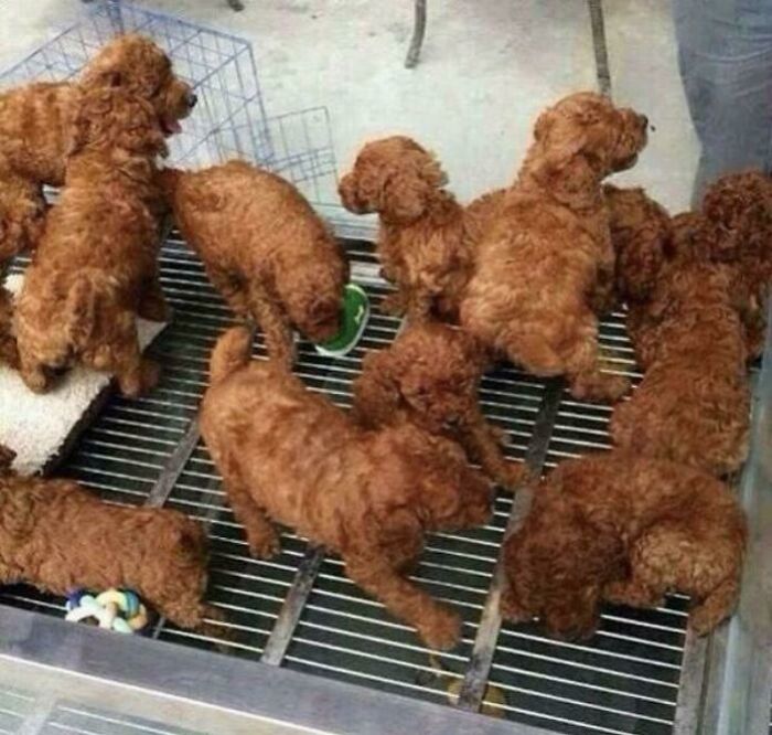 Pollo frito