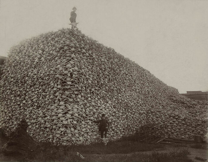 Si alguna vez se ha preguntado cómo el búfalo americano pudo pasar de 30.000.000 a 300 en 50 años, imágenes como ésta pueden darle alguna idea (cráneos de búfalo)