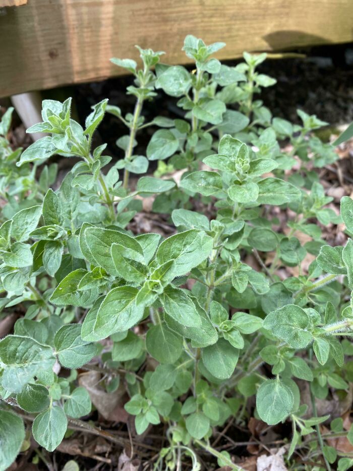 Orégano - Mamá recibió un trozo de una planta de orégano de su tía cuando yo era un niño. Trasplantó un poco a una casa, luego a otra y a otra, luego a mi casa, y de nuevo cuando me mudé. Nunca hemos comprado orégano en toda mi vida. Incluso aparece en el césped, hace que al cortar la hierba huela bien