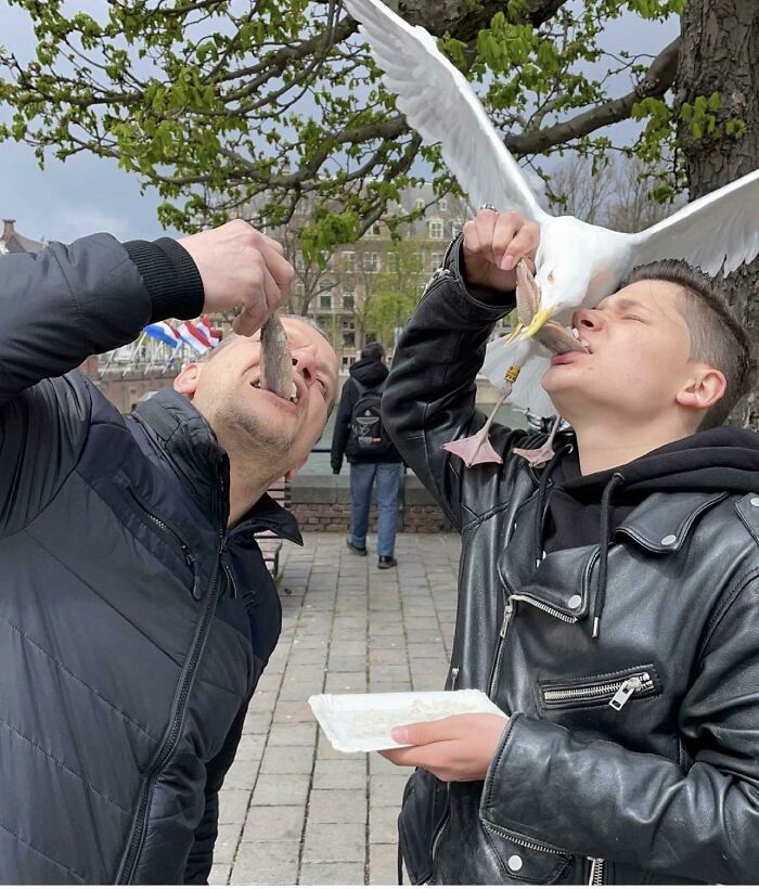 Comiendo arenque en La Haya, Holanda