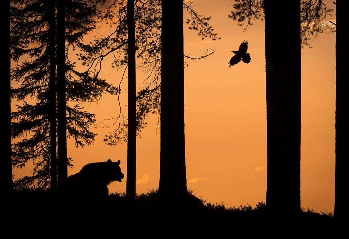 Oso y cuervo, la foto del año en Finlandia