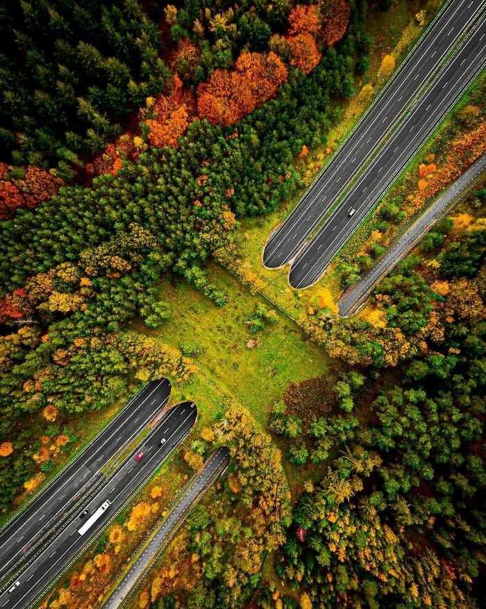 Puente para que crucen los animales en Veluwe, Holanda