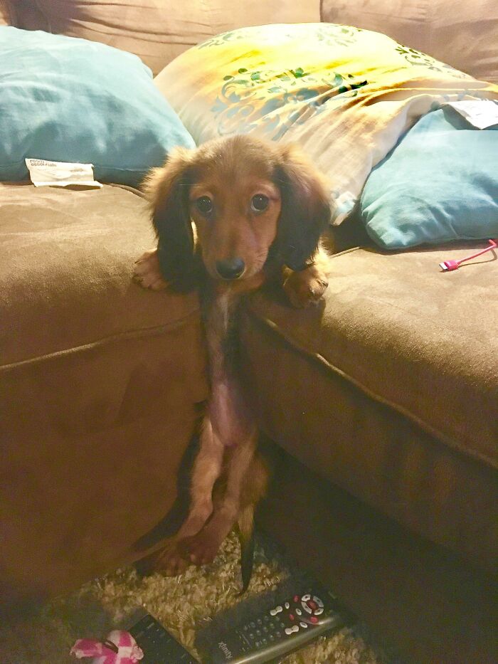 Mi cachorro de Teckel se atascó en los cojines del sofá