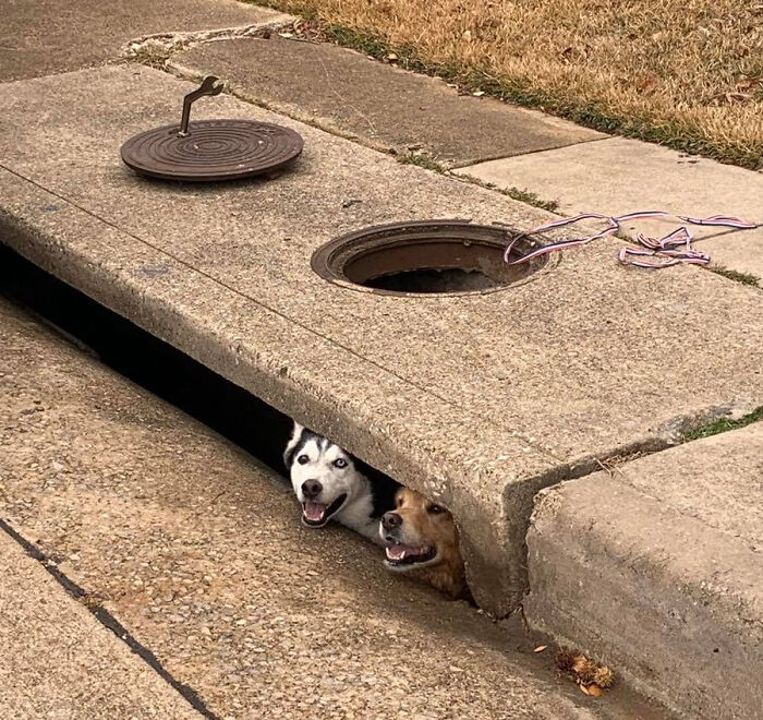 Estos bribones se han quedado atascados en un desagüe pluvial. No parecen preocupados