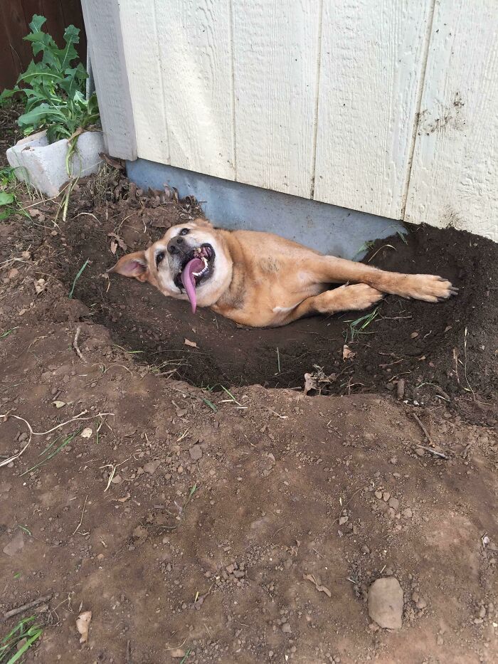 El perro de mi compañera de trabajo se quedó atascado debajo de su cobertizo