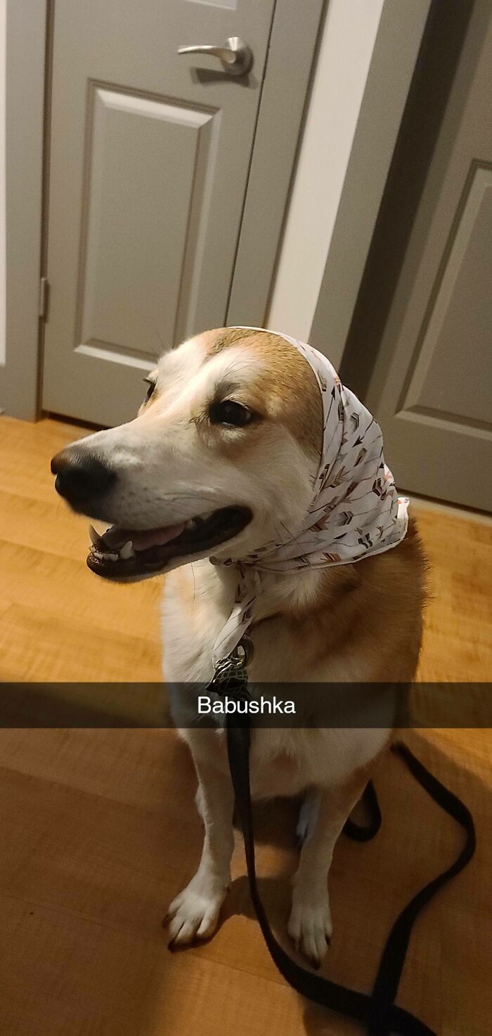 Ser perro en la vida real