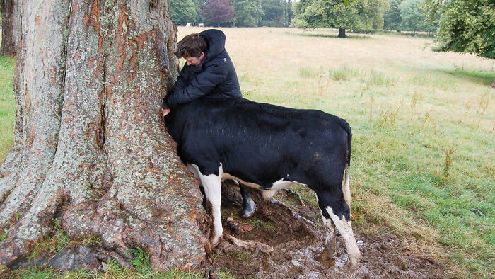 Una vaca se quedó atascada en un árbol