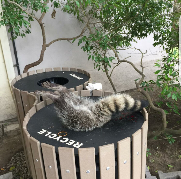 Este gordo tonto tuvo que ser rescatado por Control de Animales