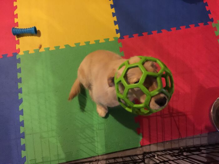 El arrepentimiento de este Golden Retriever