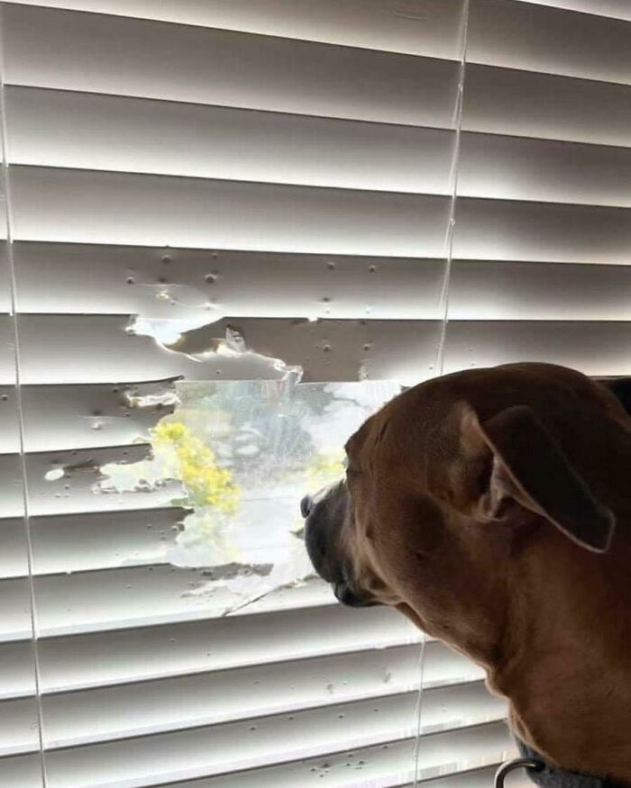 Ser perro en la vida real