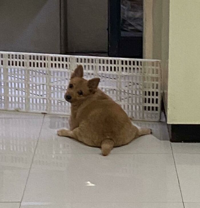 Ser perro en la vida real