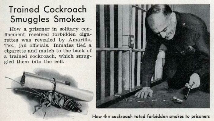 Una cucaracha entrenada introduce un cigarrillo en las celdas de la cárcel, junio de 1938