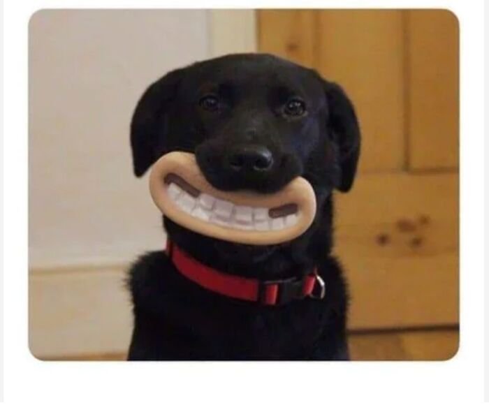 Un juguete para perros épico