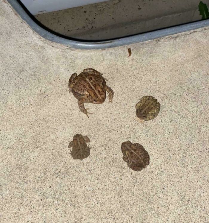 Creo que he interrumpido una reunión en el patio