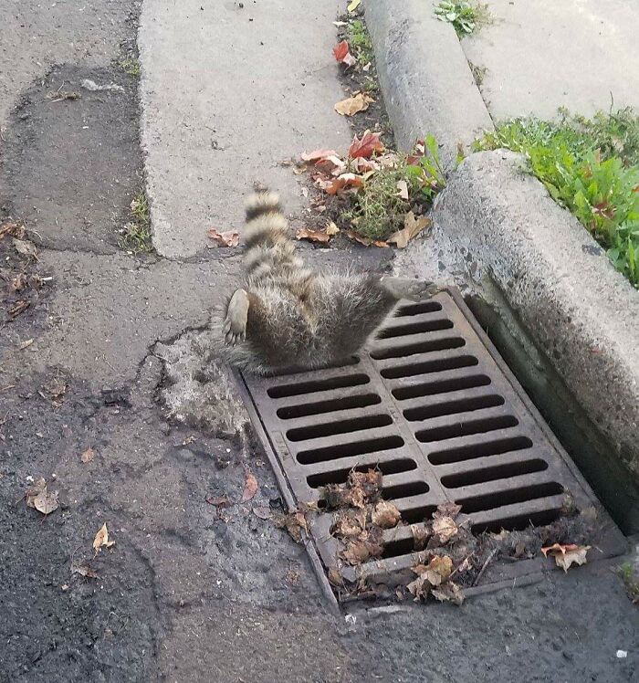 El panda de la basura se quedó atascado en un desagüe pluvial. Los empleados de Obras Públicas lo liberan