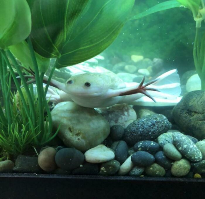 Mi pequeño