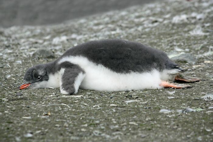 Los pingüinos, debido a su aislamiento de grasa, cuando tienen demasiado calor, jadean y sacan las piernas, lo que los enfría