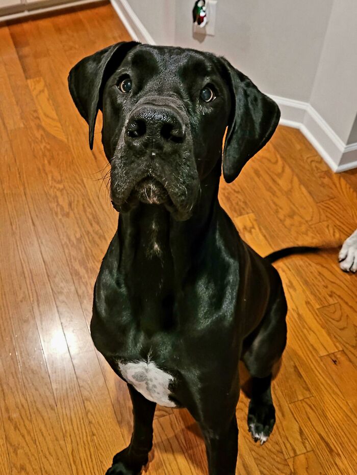 Los perros estornudan mientras juegan para que otros perros sepan que están jugando y no están tratando de ser agresivos