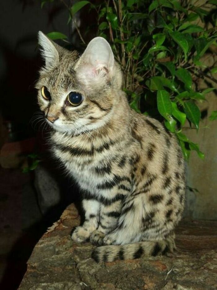 El gato de patas negras (Felis Nigripes) es el más pequeño de África (hasta 1,5 kg) y puede cazar presas más grandes que él