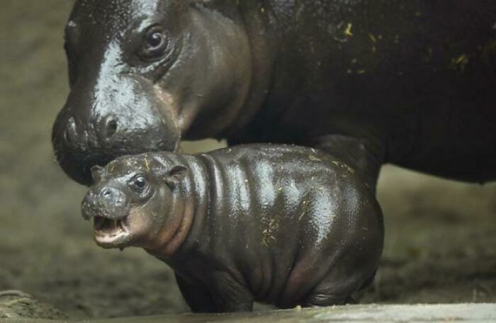 Los hipopótamos pigmeos están en peligro crítico, con menos de 3.000 ejemplares en estado salvaje. El zoológico de San Diego ha criado uno por primera vez en tres décadas. Se llama Akobi y tiene dos meses