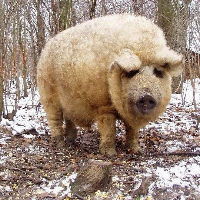 El mangalica es la única especie de cerdo cubierta de un largo pelaje de lana, similar al de las ovejas