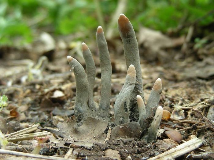 La Xylaria Polymorpha es un hongo sapróbico comúnmente conocido como dedos de hombre muerto