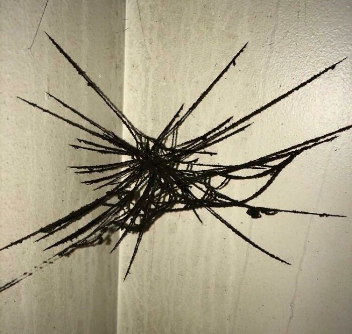 Una telaraña cubierta de hollín